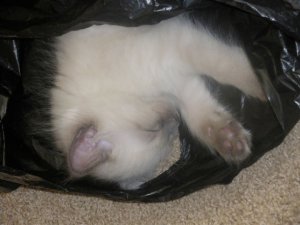 Baby Picture (has always liked bags)